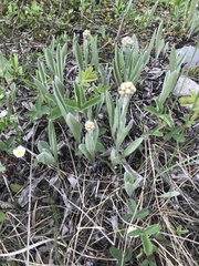 Antennaria anaphaloides