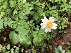 Rosa arvensis