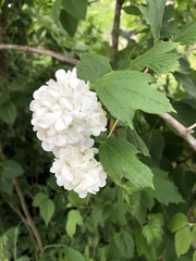 Viburnum opulus