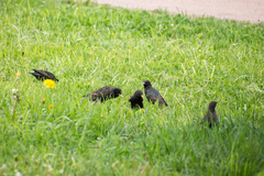 Sturnus vulgaris