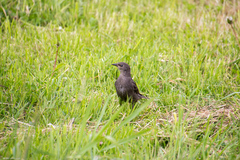 Sturnus vulgaris