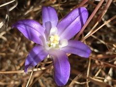 Brodiaea terrestris terrestris