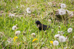 Sturnus vulgaris