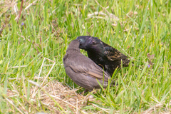 Sturnus vulgaris