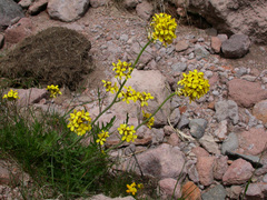 Coincya monensis cheiranthos