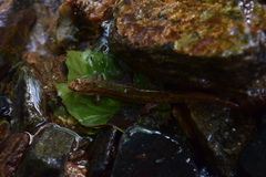 Desmognathus planiceps