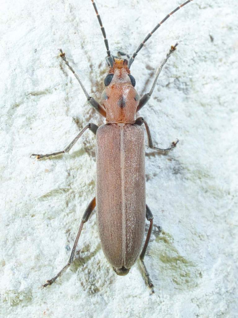 Oxacis