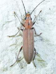 Oxacis trimaculata
