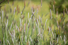 Alopecurus pratensis