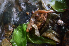 Desmognathus planiceps