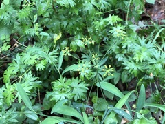 Bupleurum falcatum
