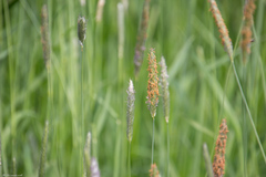 Alopecurus pratensis