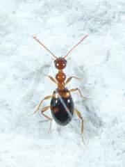 Acanthinus scitulus