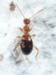 Acanthinus scitulus