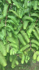 Metasequoia glyptostroboides