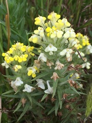 Triphysaria versicolor versicolor
