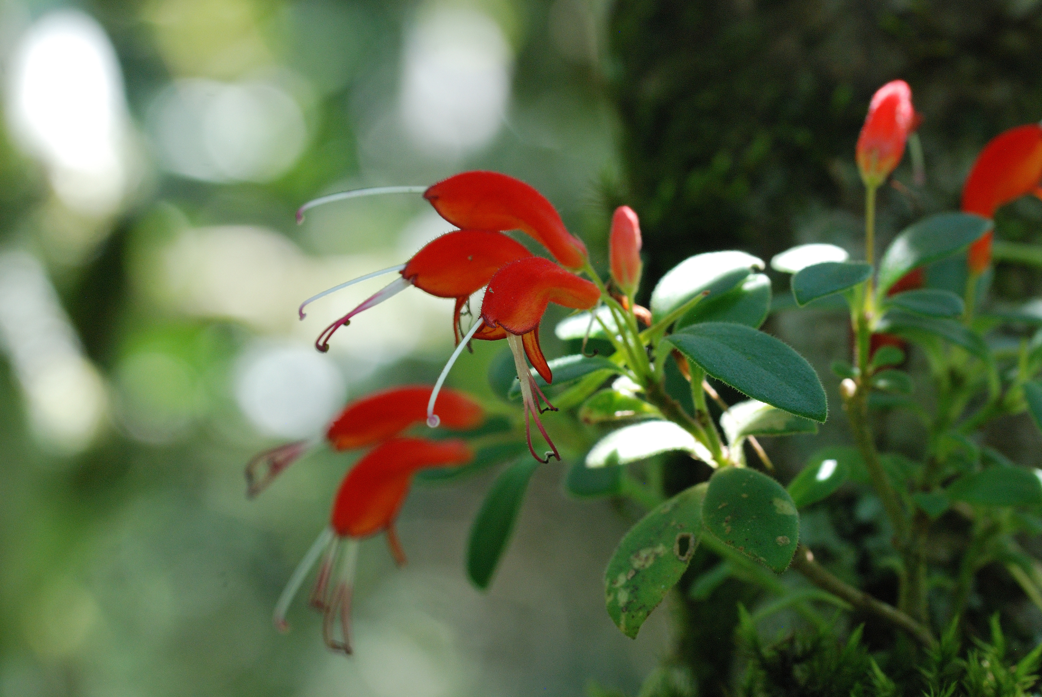 Aeschynanthus andersonii