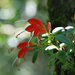 Aeschynanthus andersonii - Photo (c) Jing-Yi Lu, μερικά δικαιώματα διατηρούνται (CC BY-NC), uploaded by Jing-Yi Lu