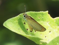 Ancyloxypha numitor