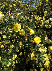 Rosa × harisonii