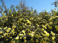 Rosa × harisonii