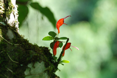 Aeschynanthus andersonii