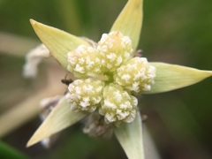 Limnanthes