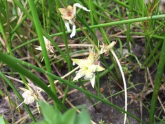 Limnanthes