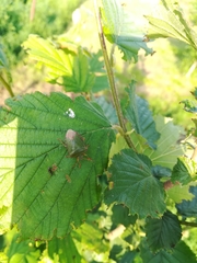 Palomena prasina