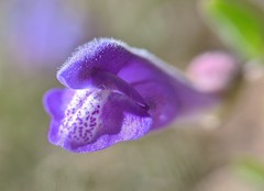 Scutellaria antirrhinoides