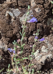 Scutellaria antirrhinoides