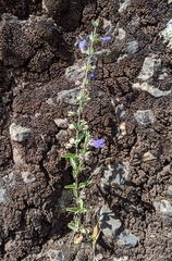 Scutellaria antirrhinoides