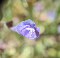 Scutellaria antirrhinoides