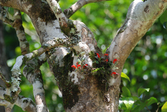 Aeschynanthus andersonii
