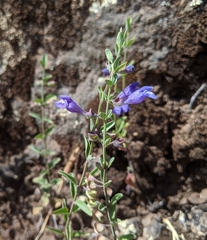 Scutellaria antirrhinoides