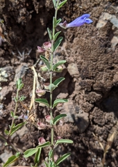 Scutellaria antirrhinoides