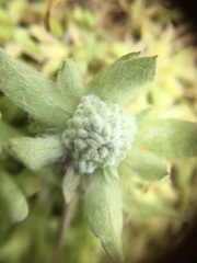 Psilocarphus brevissimus multiflorus