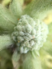 Psilocarphus brevissimus multiflorus