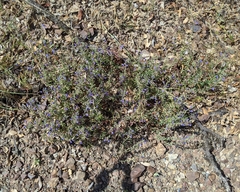Scutellaria antirrhinoides