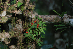 Aeschynanthus andersonii