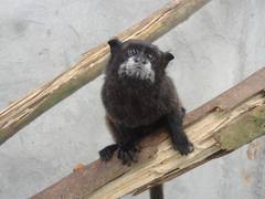 Platemys platycephala