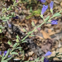Scutellaria antirrhinoides