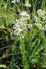 Eremogone longifolia