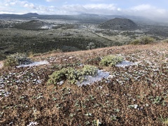 Cycladenia humilis
