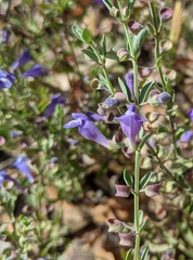 Scutellaria antirrhinoides