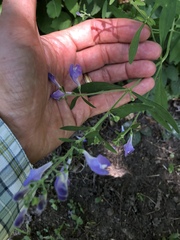 Scutellaria integrifolia