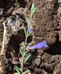 Scutellaria antirrhinoides