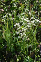 Eremogone longifolia