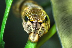 Eupanacra