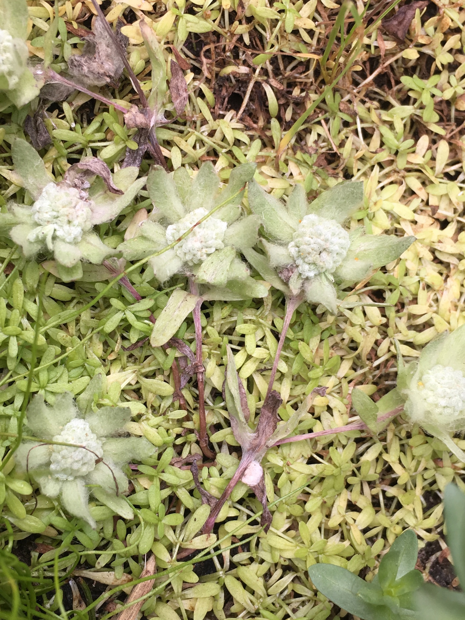 Psilocarphus brevissimus var. multiflorus